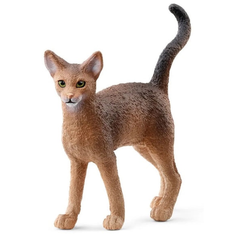 Abyssinian Cat