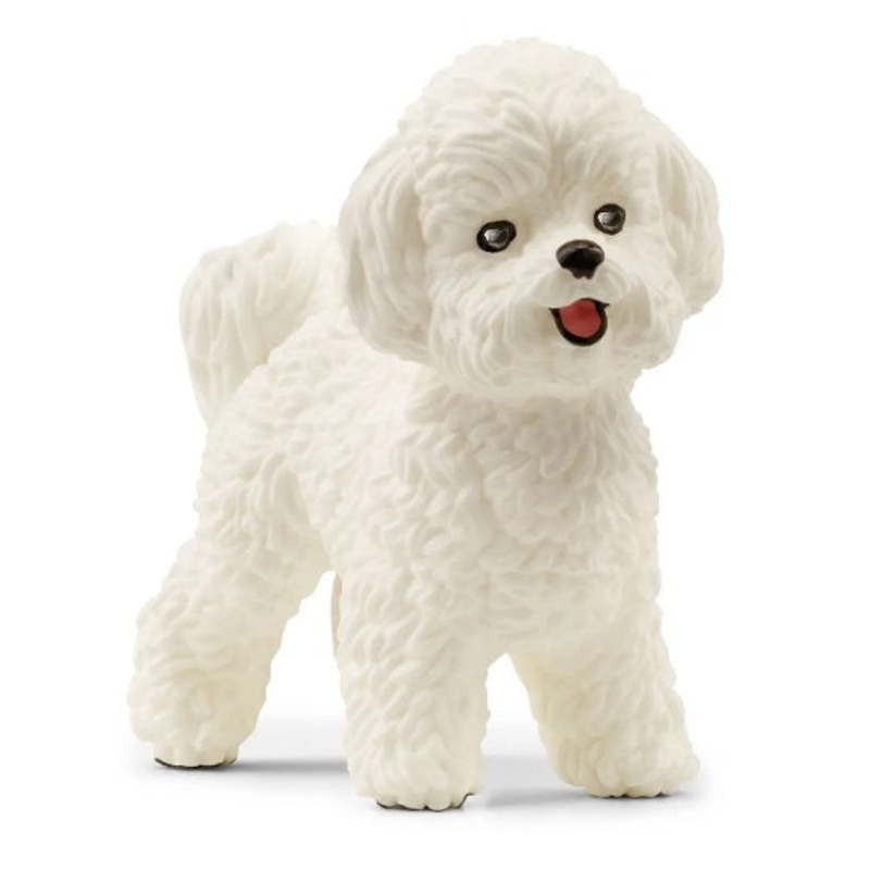 Bichon Frise