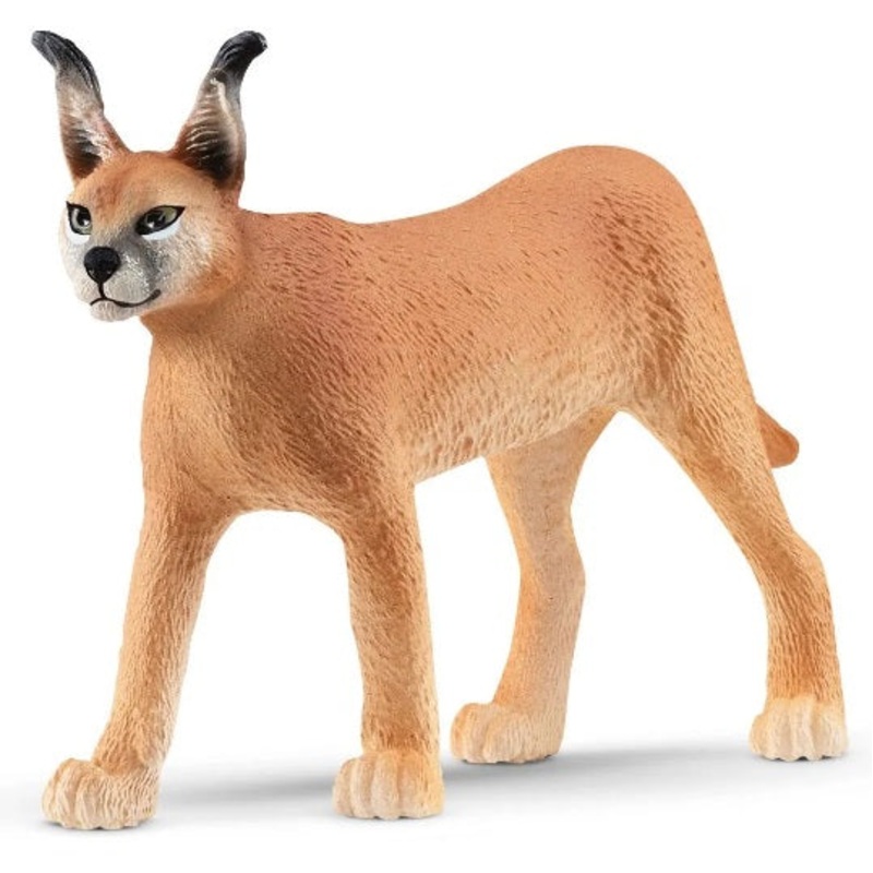 Caracal Female