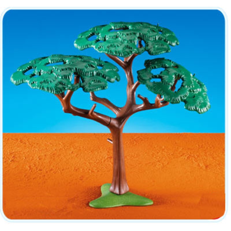 Acacia Tree